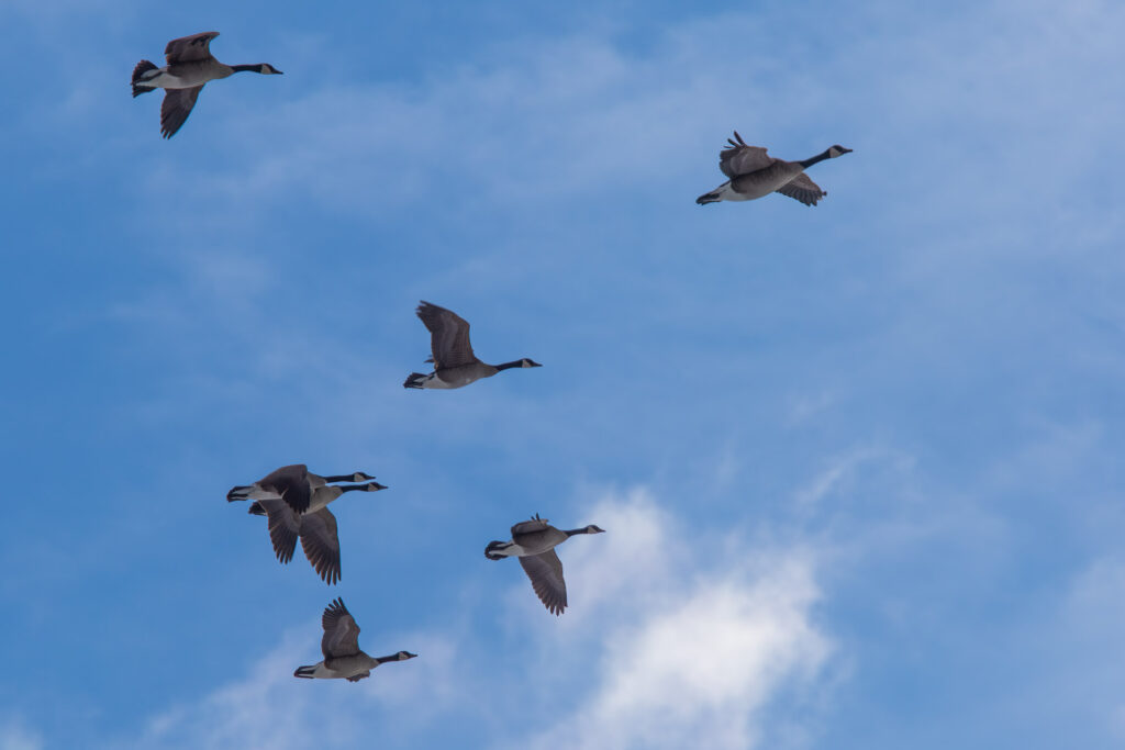 Canadian Geese