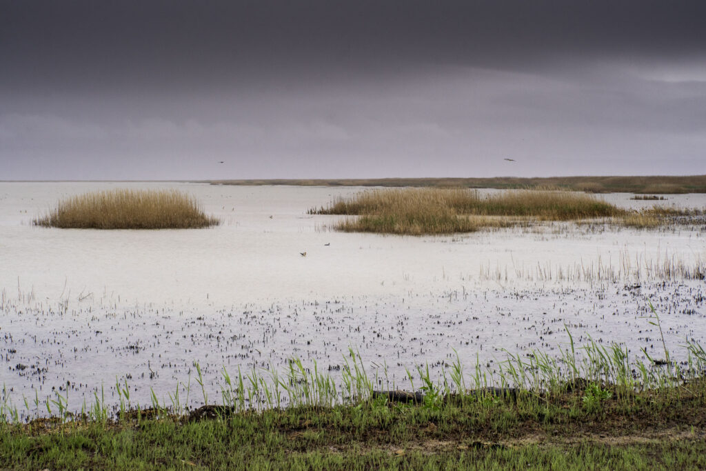 Bear River Bird Refuge