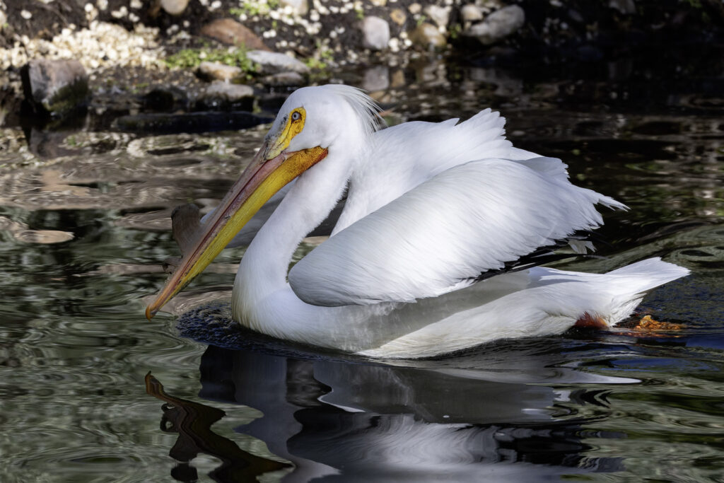 American White Pelican