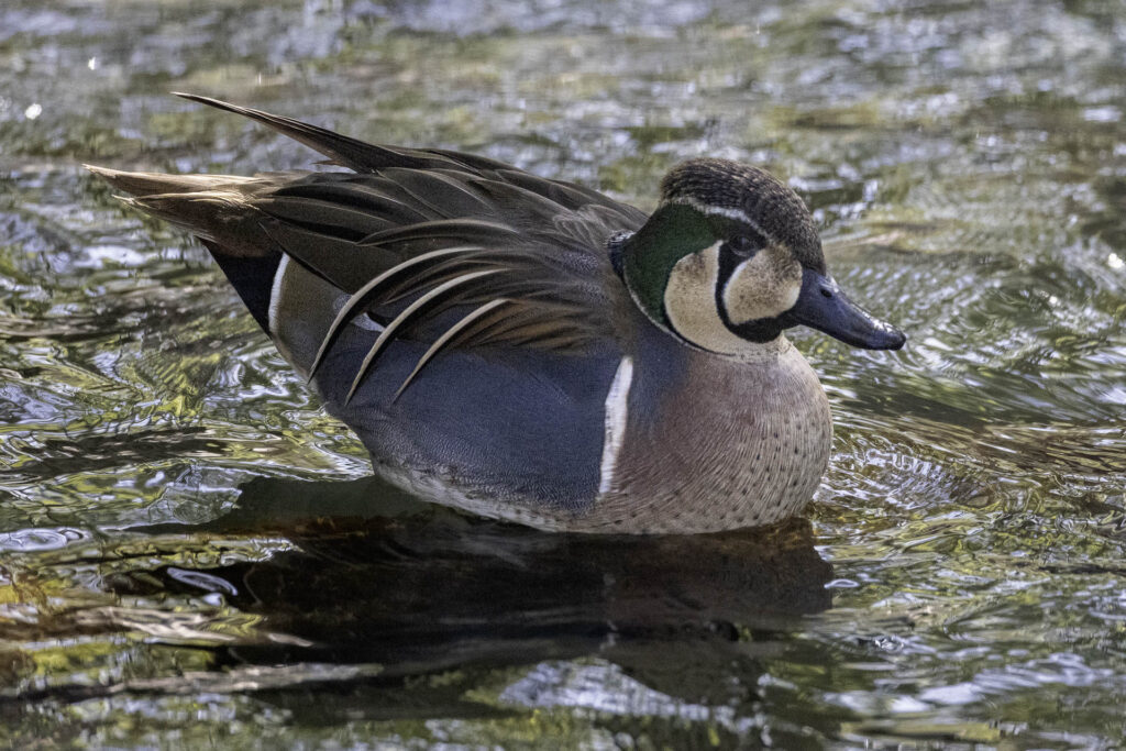 Baikal Teal