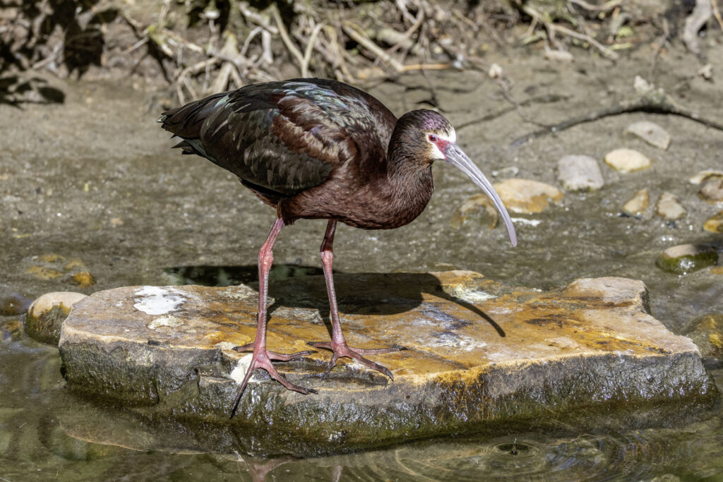 White-faced Ibis