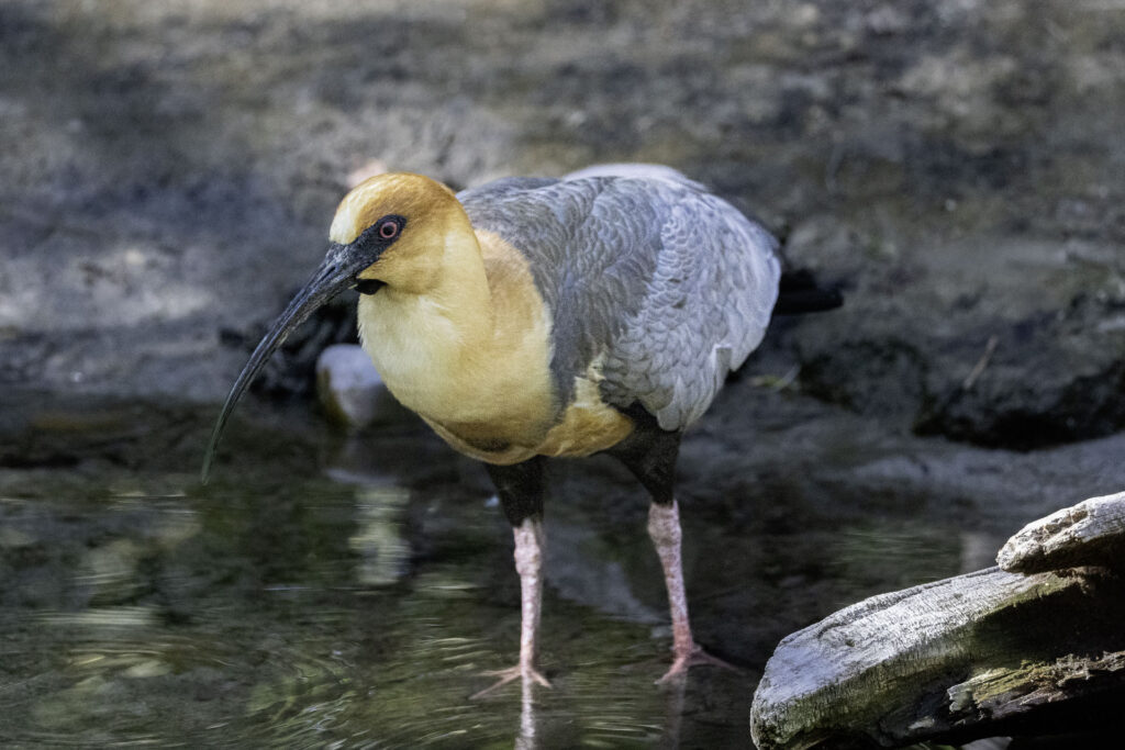 Black-faced Ibis