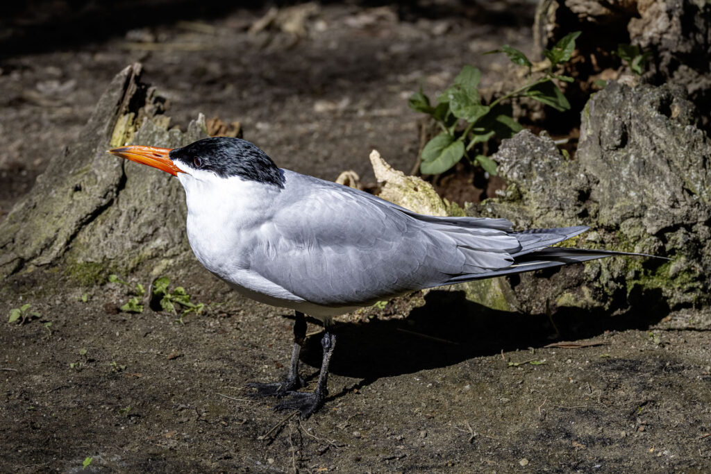 Caspian Tern