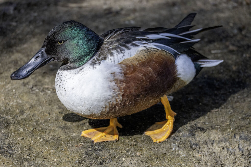 Northern Shoveler