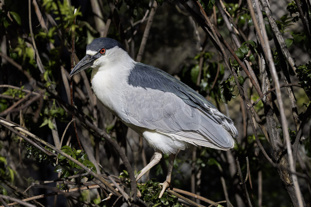 Black-crowned Night Heron