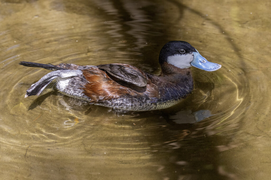 North American Ruddy Duck