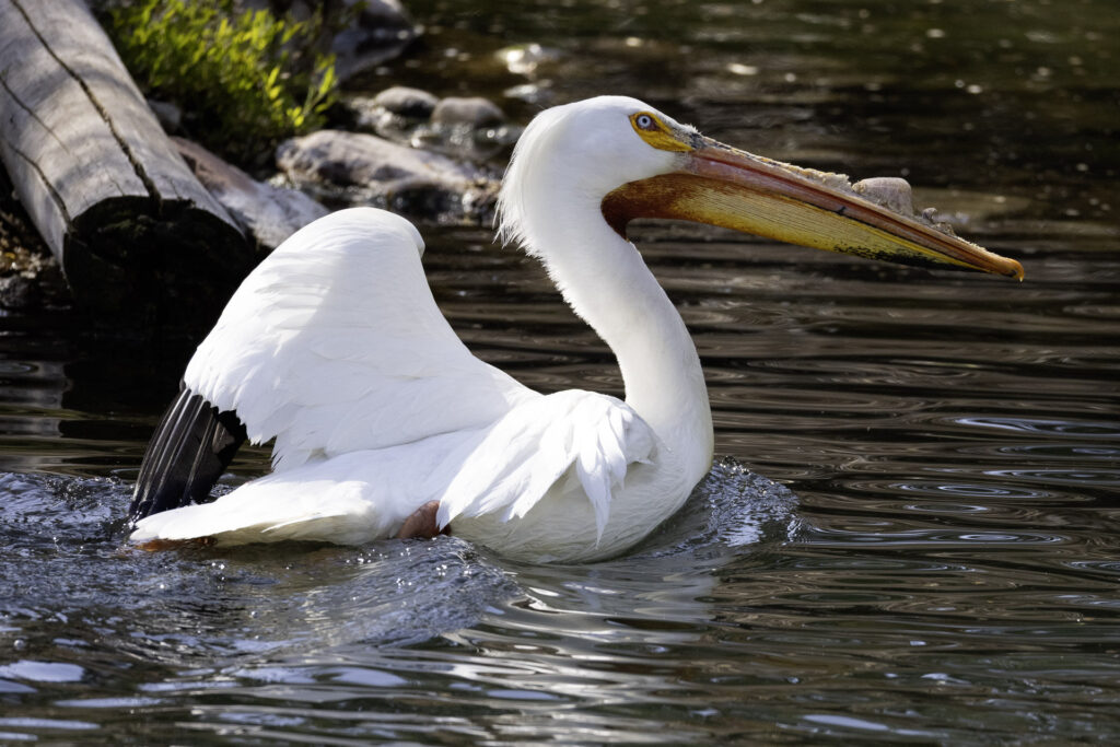 American White Pelican