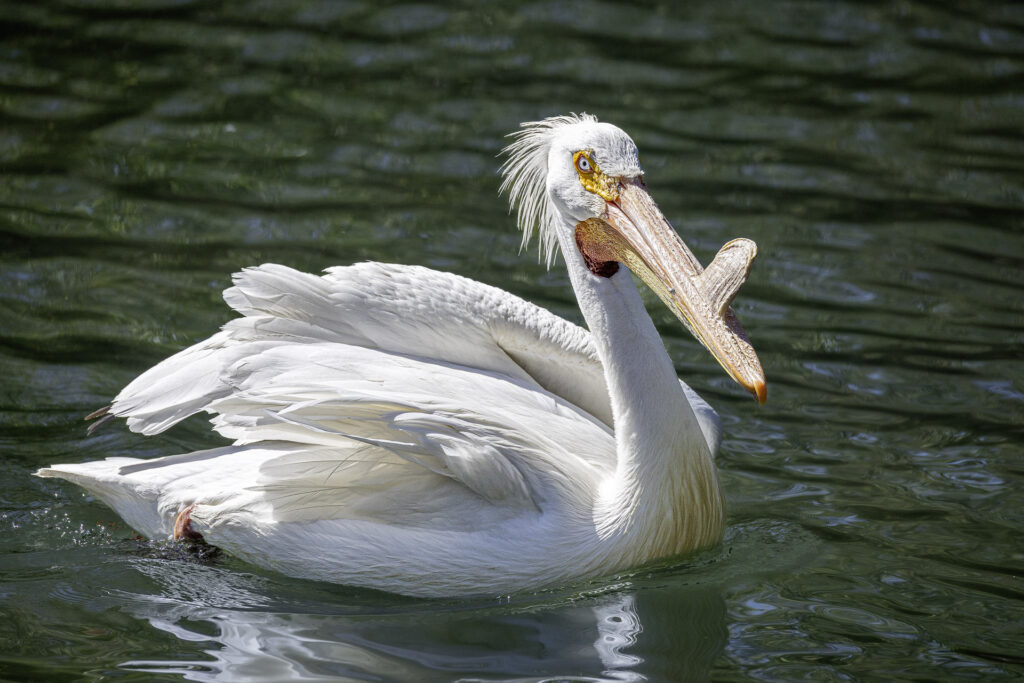 American White Pelican