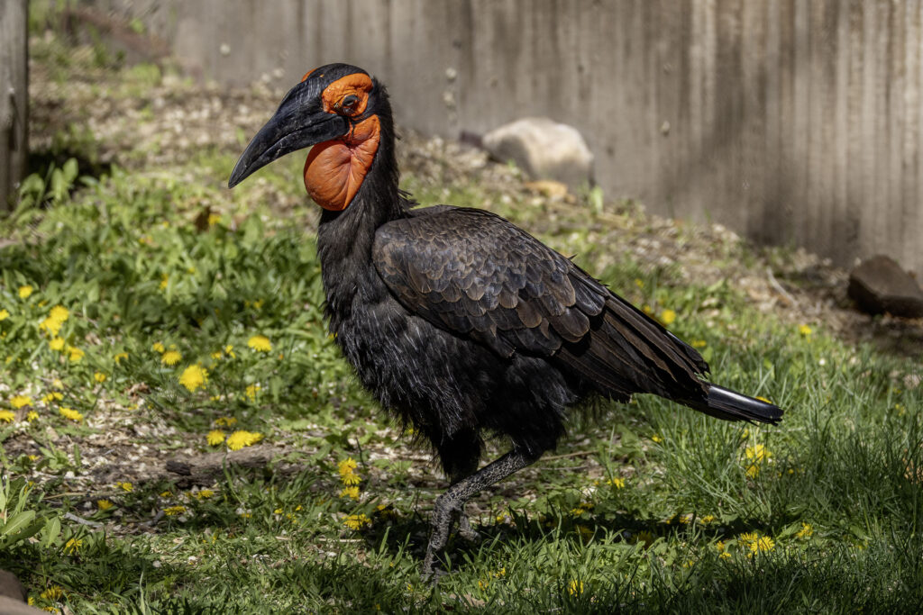 Southern Ground-hornbill
