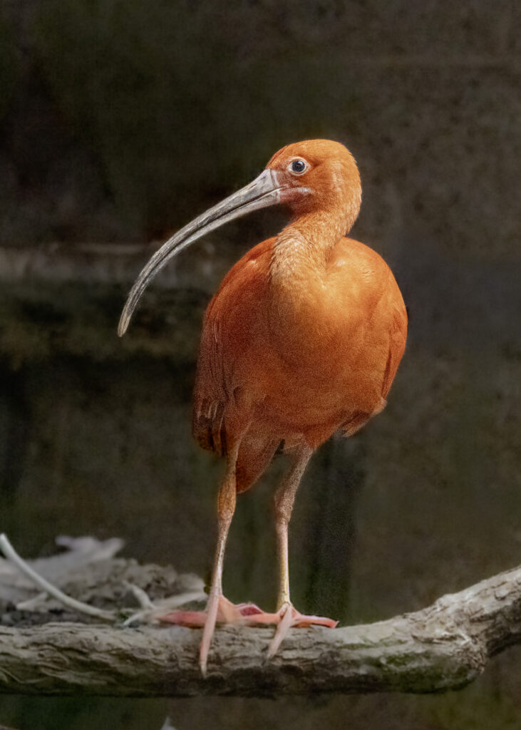 Scarlet Ibis