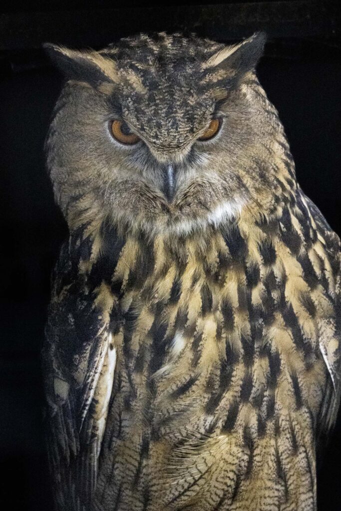 Great Horned Owl