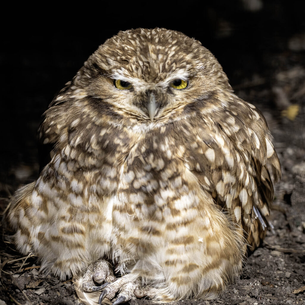 Burrowing Owl