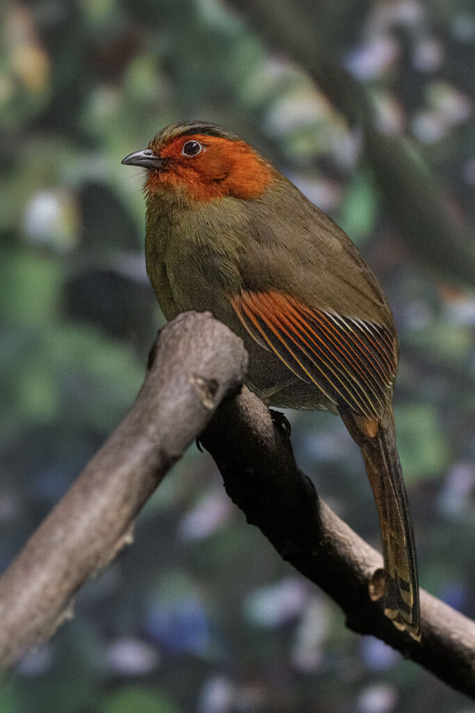 Scarlet-faced Liocichia