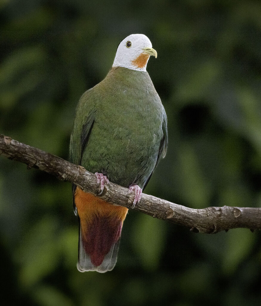 Black-naped Fruit Dove