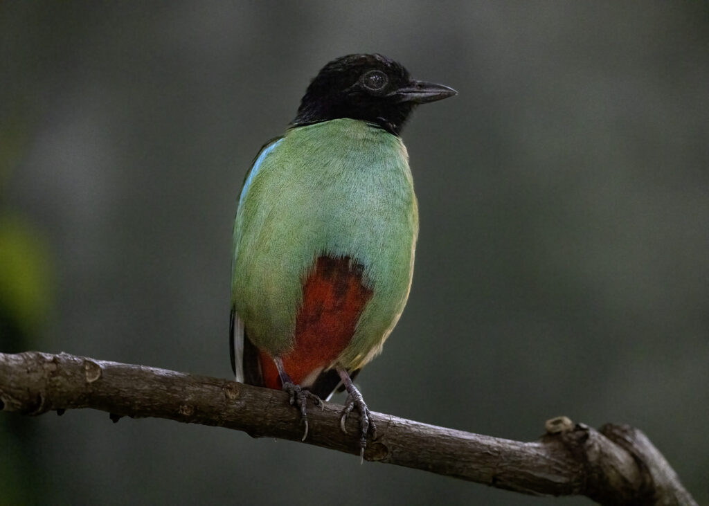 Hooded Pitta