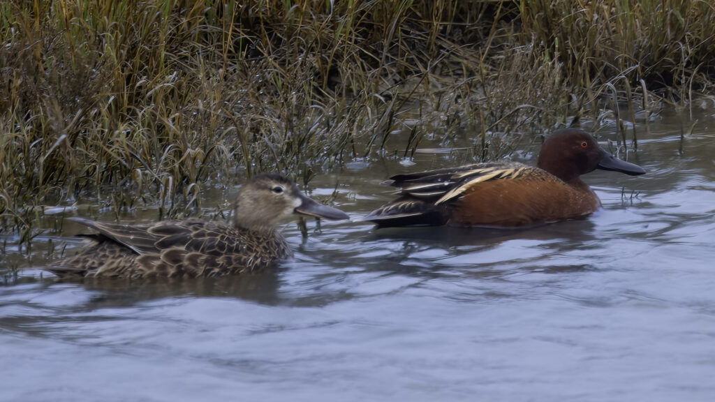 Cinnamon Teal