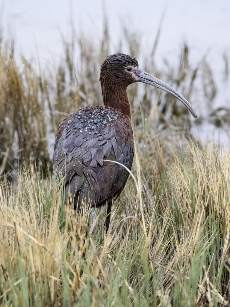 White-faced Ibis