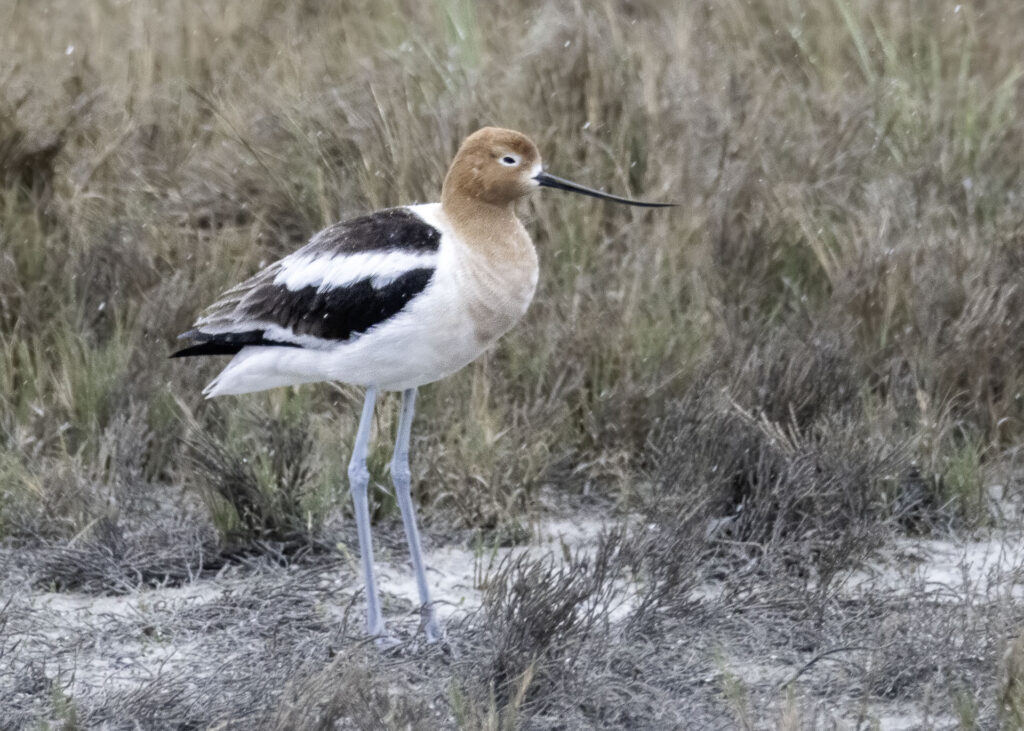 American Avocet