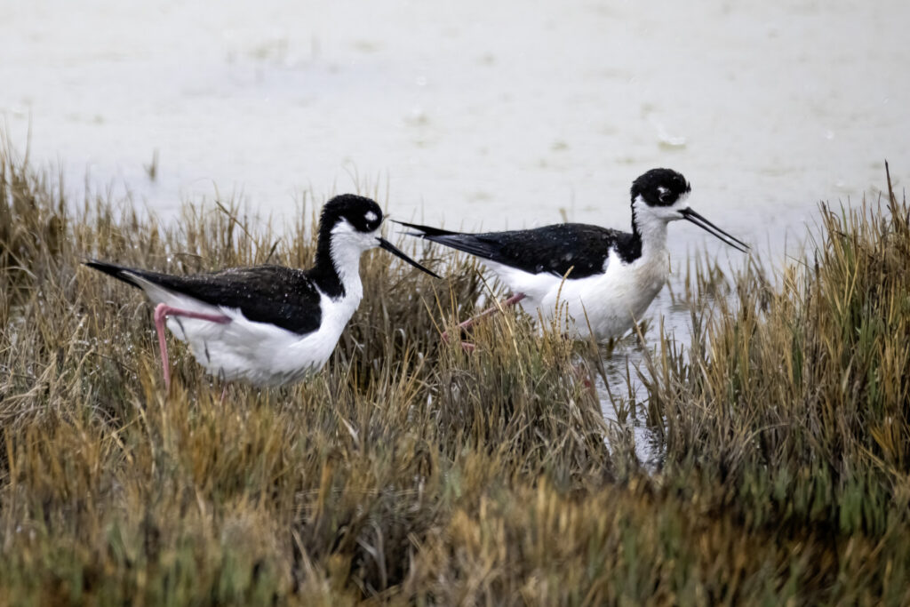 Black-necked Stilt