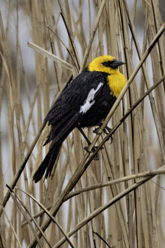 Yellow-headed Blackbird