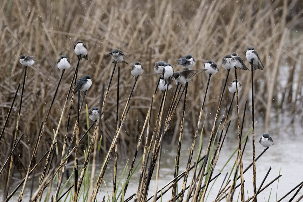 Tree Swallows