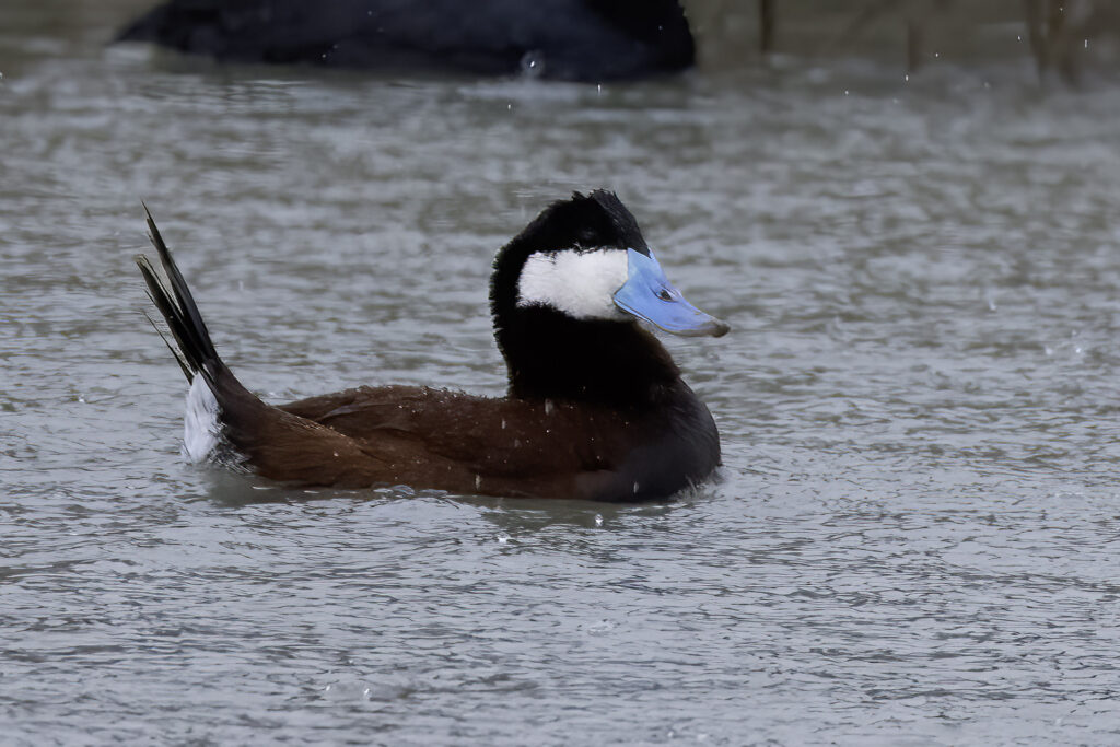 Ruddy Duck