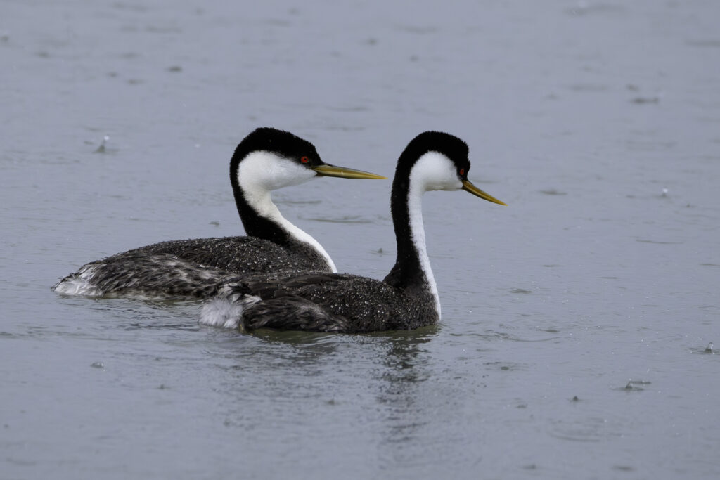 Western Grebe